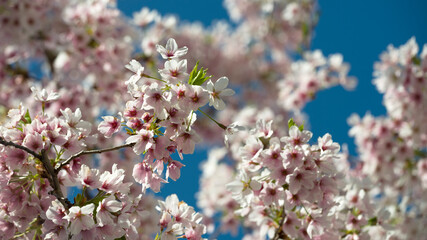 Sakura, Kirschblüte
