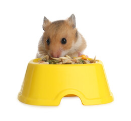 Cute little hamster eating on white background