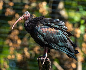 Northern Bald ibis, Geronticus eremita in the zoo
