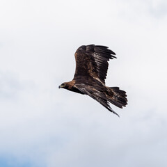 Golden eagle, Aquila chrysaetos sitting on a branch