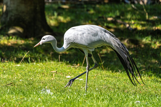 The Blue Crane, Grus paradisea, is an endangered bird