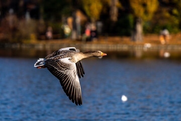 The flying greylag goose, Anser anser is a species of large goose