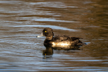 Wild duck at the Kleinhesseloher Lake in English Garden in Munich, Germany