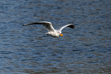 The European Herring Gull, Larus argentatus is a large gull