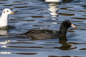 Common moorhen Gallinula chloropus also known as the waterhen or swamp chicken