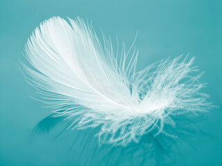 White fluffy bird feather on a blue background. The texture of a delicate feather. soft focus