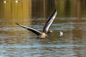 The flying greylag goose, Anser anser is a species of large goose
