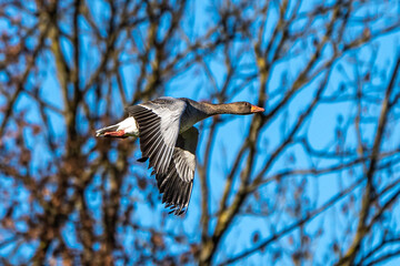 The flying greylag goose, Anser anser is a species of large goose