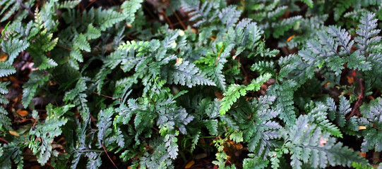 Davallia Tyermanii. Wild Davalliia plant in the tropical forest.