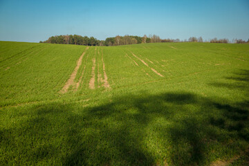field in summer