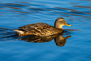 Wild duck or mallard, Anas platyrhynchos swimming in a lake