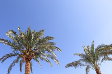 palm tree against the background of the sky and space for text 