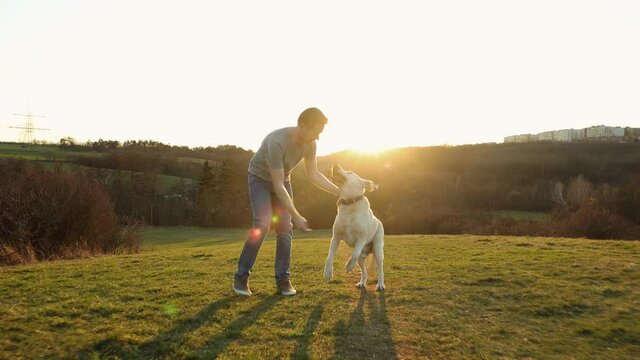 Happy young man walking with old dog on meadow. Pet owner playing with his labrador retriever at beautiful sunset.