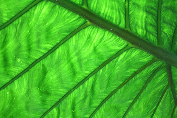 Green leaves background. Leaf texture. Macro tropical green leaf. Biotechnology concept background.