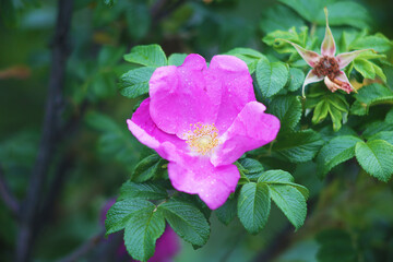 Pink flower. Little flower.  Wild flower. Small plant.