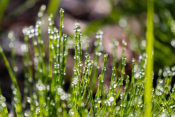 Poranna rosa na trawie, wodne kropelki w słońcu - czułe refleksy, które powstają przy robieniu zdjęcia pod słońce