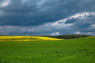 Green and yellow field and cloudy sky. Man an bicycle on field. Rapeseed field