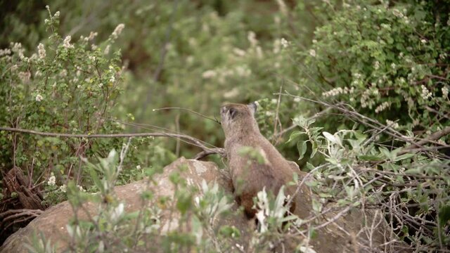 A small greyish-brown bush hyrax (Heterohyrax brucei) sitting on top of a rock surrounded by green shrubbery on all sides. The small omnivore mammal animal looks around it on all sides.