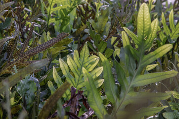 Obraz premium Common polypody (polypodium vulgare) green plant background. Botanical foliage texture background. Fresh green fern leaves, Copy space. Selective focus.