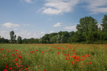 magnifique champ de coquelicots rouge vif au printemps