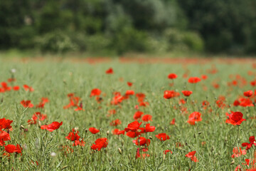 magnifique champ de coquelicots rouge vif au printemps