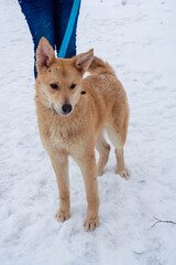 red dog on the street in winter on a leash