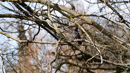 Pigeon on the Tree. Spring is Here