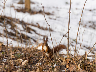 Cute squirrel at the early spring forest