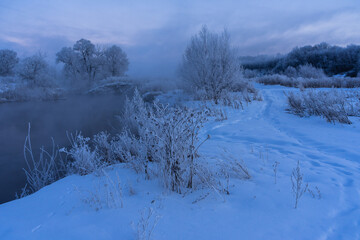 snow covered trees