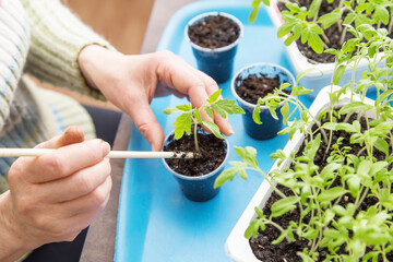 Female hands with seedling young tomato plant in pot. Growing, seeding, transplant homeplant, vegetables at home
