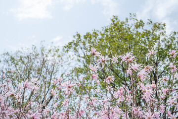 満開のシデコブシの花