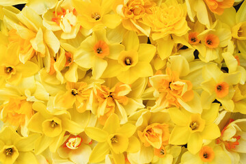 Obraz premium Springtime blooming yellow daffodils, spring blossoming narcissus (jonquil) flowers bouquet background, selective focus