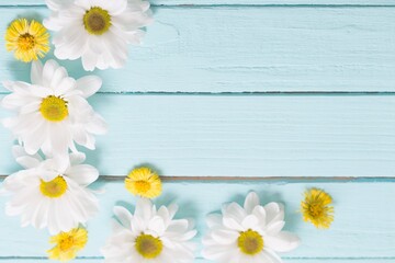 Obraz premium white chrysanthemum and yellow coltsfoot on blue wooden backgrou