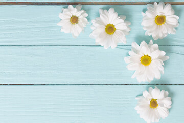 white chrysanthemum on blue wooden background