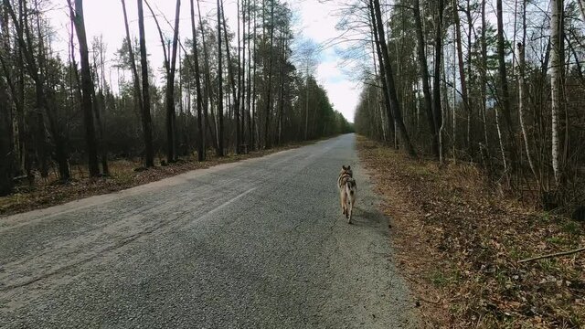 Czechoslovakian wolfdog runs along a forest road, dog Running through forest on dusty pathway dry leaves ground