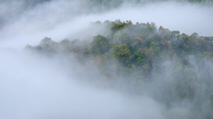Mountain forest with white clouds or fog at morning time.