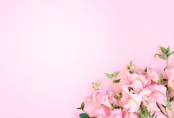 Obraz na płótnie Canvas Delicate blossoming antirrhinum flowers background, blooming pink pastel festive frame, soft bouquet floral card