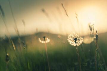 Green grass with dandelions in the mountains at sunset. Macro image, shallow depth of field. Summer...