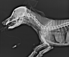 Head neck and chest x-ray of a dog lateral view
