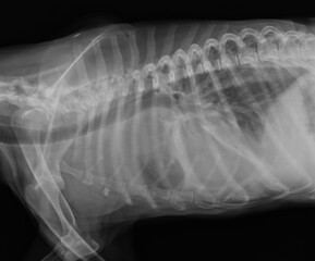 Dog chest radiography