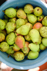 Many ripe pears in a plate