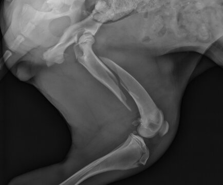 Dog femoral fracture x ray