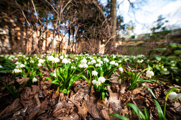 Spring flowers in city park