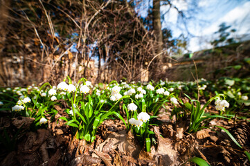 Spring flowers in city park