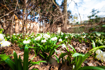 Snowdrops in the spring. White flowers grow in the grass
