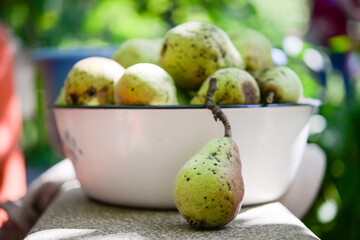 Many ripe pears in a plate