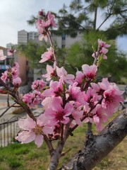 the beauty of pink flowers to mark spring