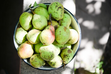 Many ripe pears in a plate