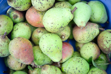 Many ripe pears, appetizing background