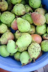 Many ripe pears, appetizing background